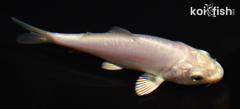 3.5" DOITSU PLATINUM OGON