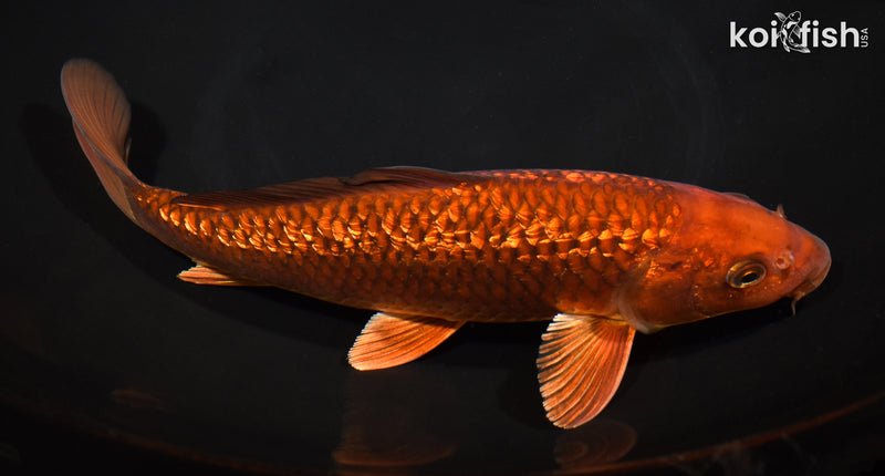 10.25" GINRIN CHAGOI