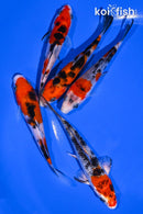 PACK OF (5) 4-4.5" STANDARD KOI
