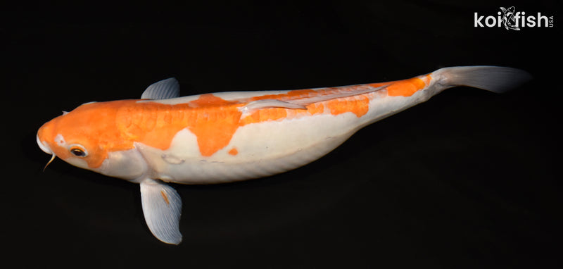 14.75" DOITSU OCHIBA SHIGURE