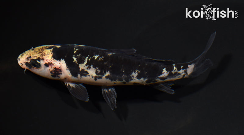 5.25" DOITSU KI BEKKO