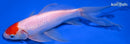7.25" TANCHO SARASA COMET GOLDFISH