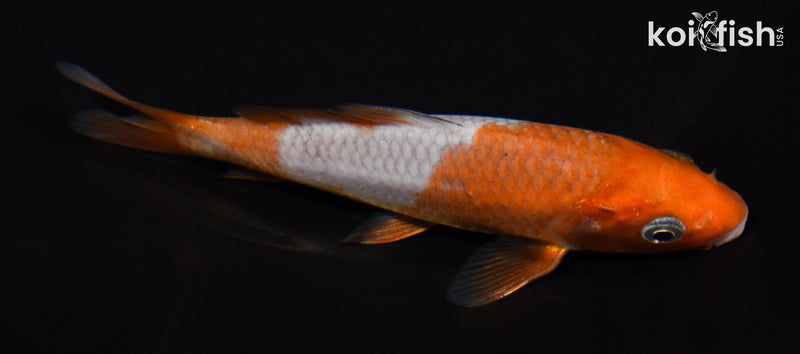 5.25" OCHIBA SHIGURE