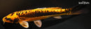 9.5" BENI KIKOKURYU