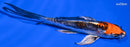 5.25" BENI KIKOKURYU BUTTERFLY