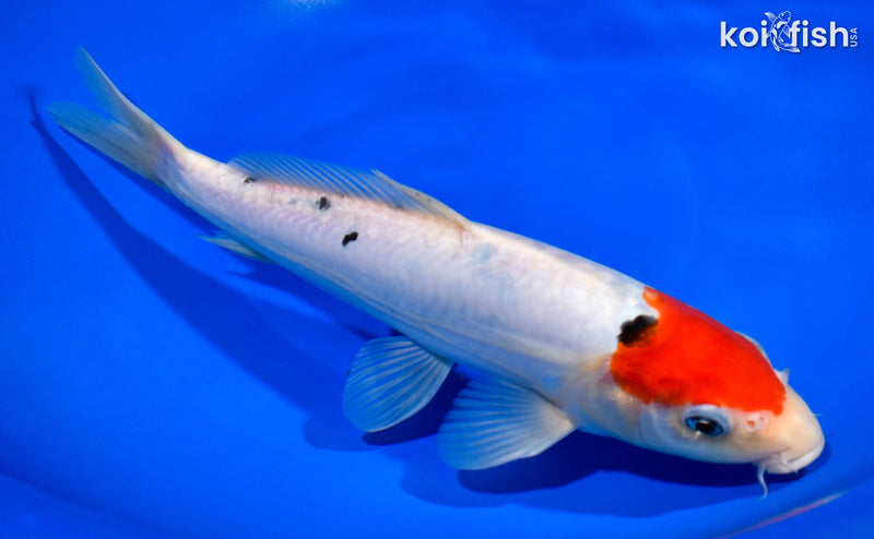 10.5" DOITSU TANCHO SANKE