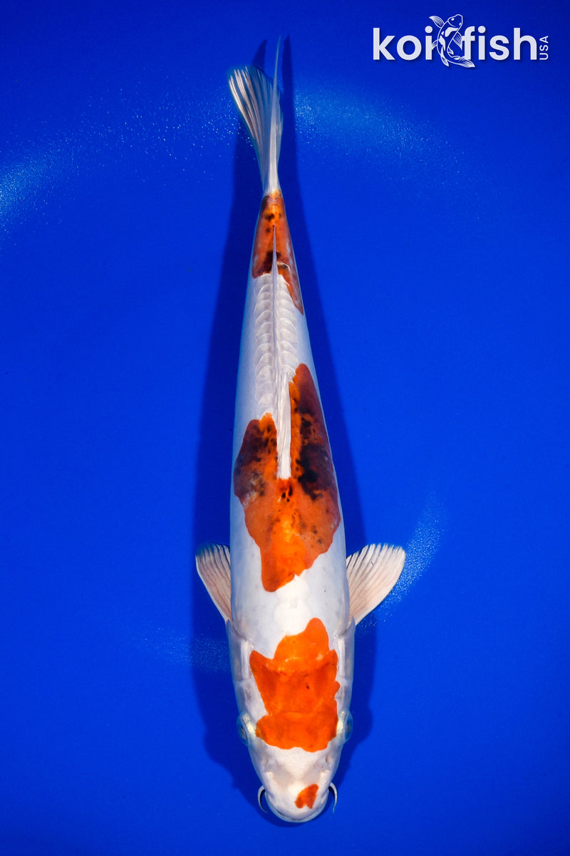 13" HEISEI NISHIKI