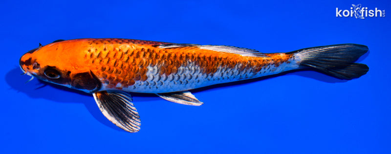 10.5" BENI GINGA