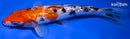 7.75" GINRIN SANKE