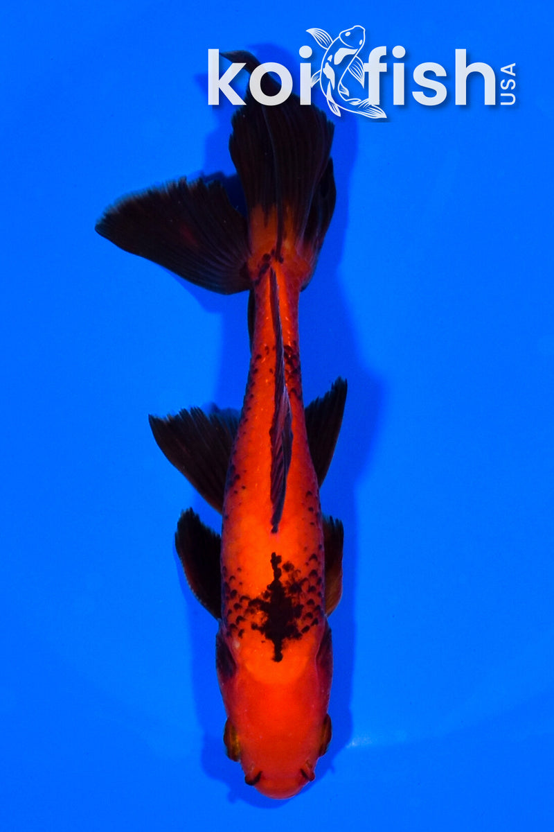 5.5" WATONAI GOLDFISH