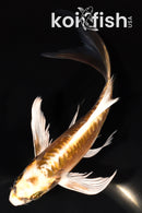 6.5" KIN KIKOKURYU BUTTERFLY