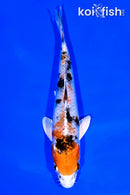 6" YAMATO NISHIKI