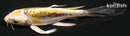 4.5" KIN KIKOKURYU BUTTERFLY