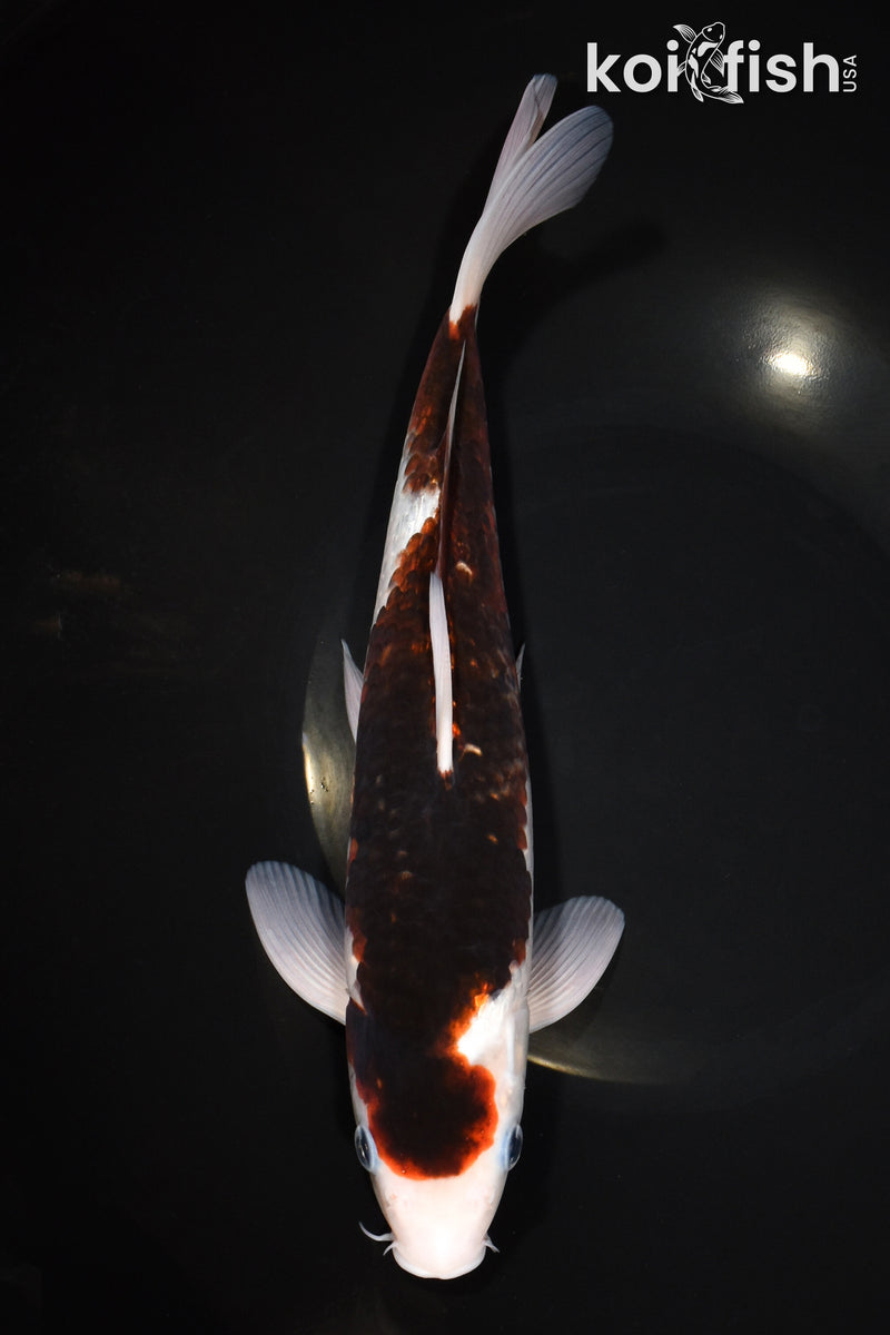 11.5" BUDO GOROMO