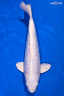 13.5" GINRIN PLATINUM OGON