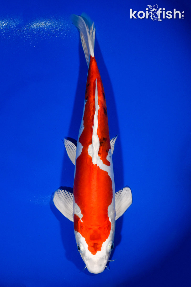 13.75" KIKUSUI