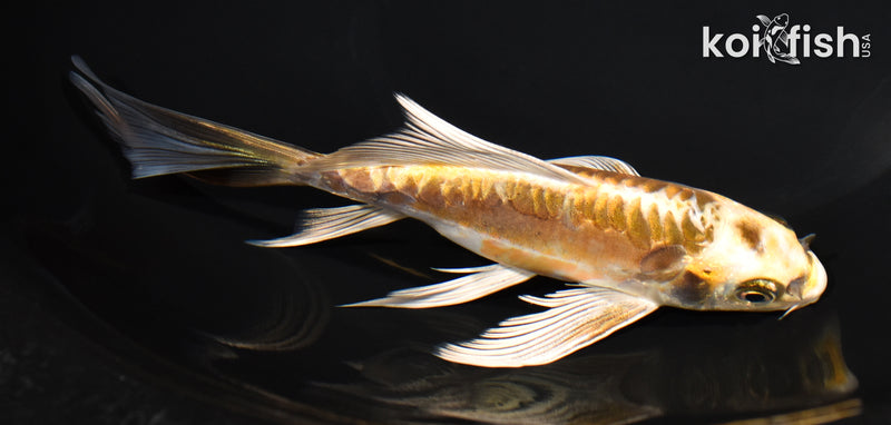 6.5" KIN KIKOKURYU BUTTERFLY