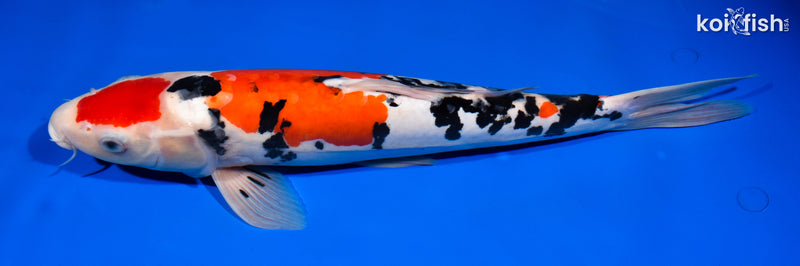 14.75" DOITSU MARUTEN SANKE
