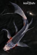 8.25" ASAGI BUTTERFLY