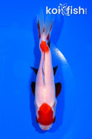 5.25" WAKIN GOLDFISH