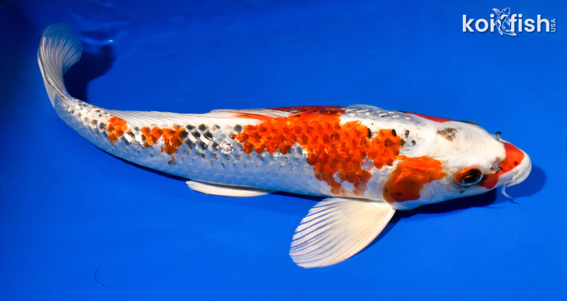 14.25" GINRIN KUJAKU
