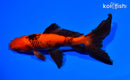5.5" WATONAI GOLDFISH