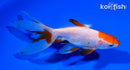 5.5" WATONAI GOLDFISH