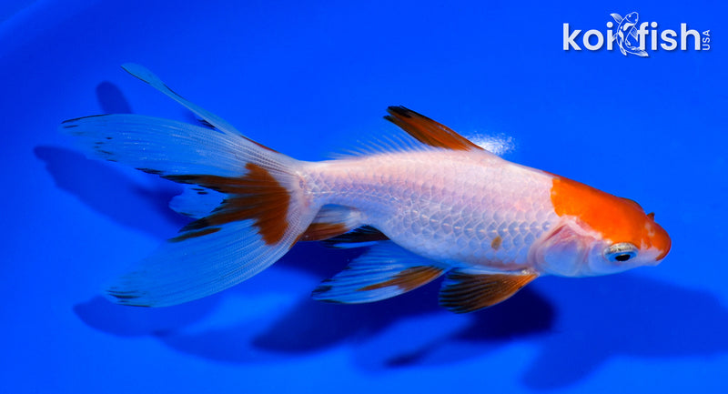5.5" WATONAI GOLDFISH