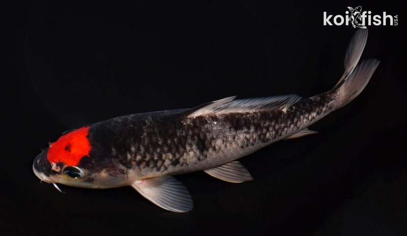 8.5" TANCHO GOSHIKI