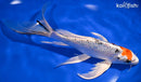 9" YAMATO NISHIKI BUTTERFLY