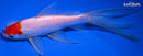 7.5" TANCHO COMET GOLDFISH