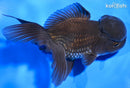 5" ORANDA GOLDFISH
