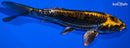6.5" KIN KIKOKURYU