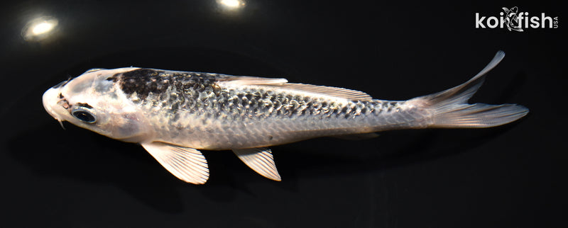 6.75" GINRIN GINGA