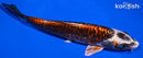 7.5" BENI KIKOKURYU