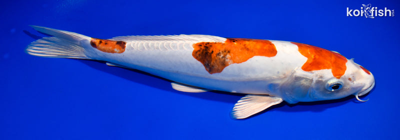 13" HEISEI NISHIKI