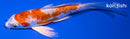 5.25" KIKUSUI BUTTERFLY