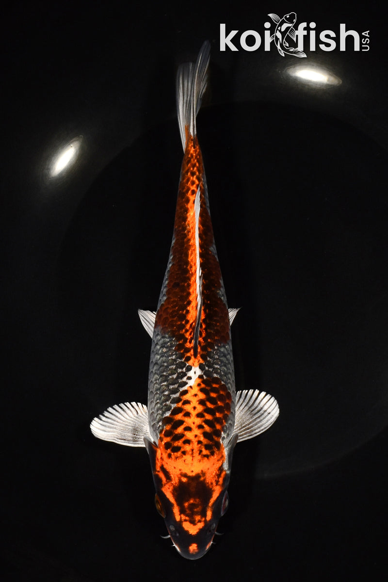 7.75" BENI GINGA