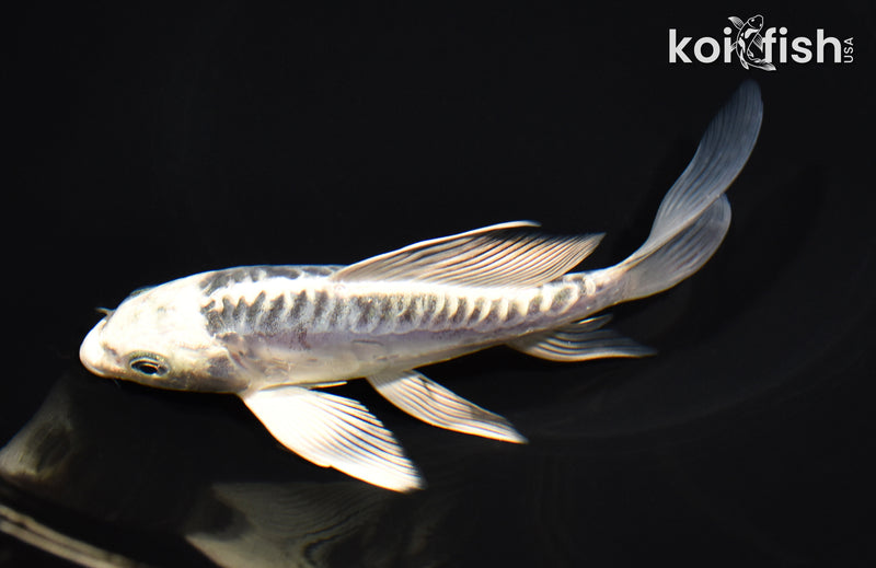 5.75" KIKOKURYU BUTTERFLY