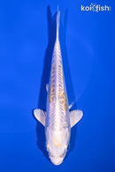6" DOITSU HARIWAKE