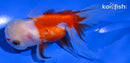 4.5" ORANDA GOLDFISH