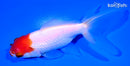 5.25" ORANDA GOLDFISH