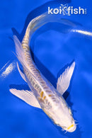 5.75" DOITSU LEMON HARIWAKE BUTTERFLY
