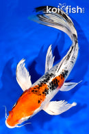 10.75" KUJAKU BUTTERFLY