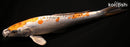 13.25" KIN KIKOKURYU