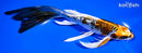 8" BENI GINGA BUTTERFLY