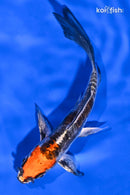 5.25" BENI KIKOKURYU BUTTERFLY