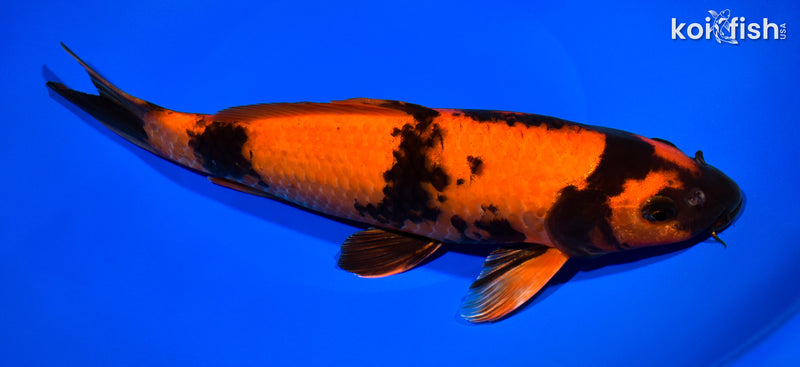 11" HI UTSURI