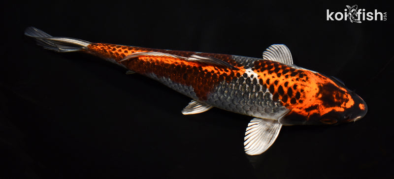 7.75" BENI GINGA