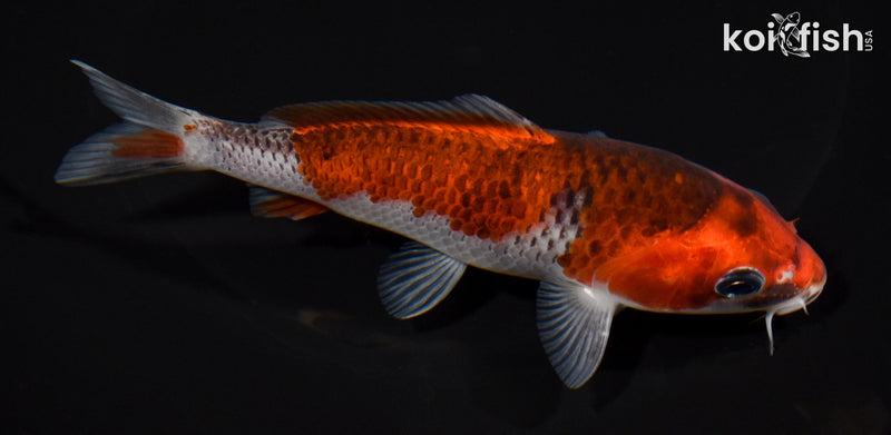 5.5" GOSHIKI